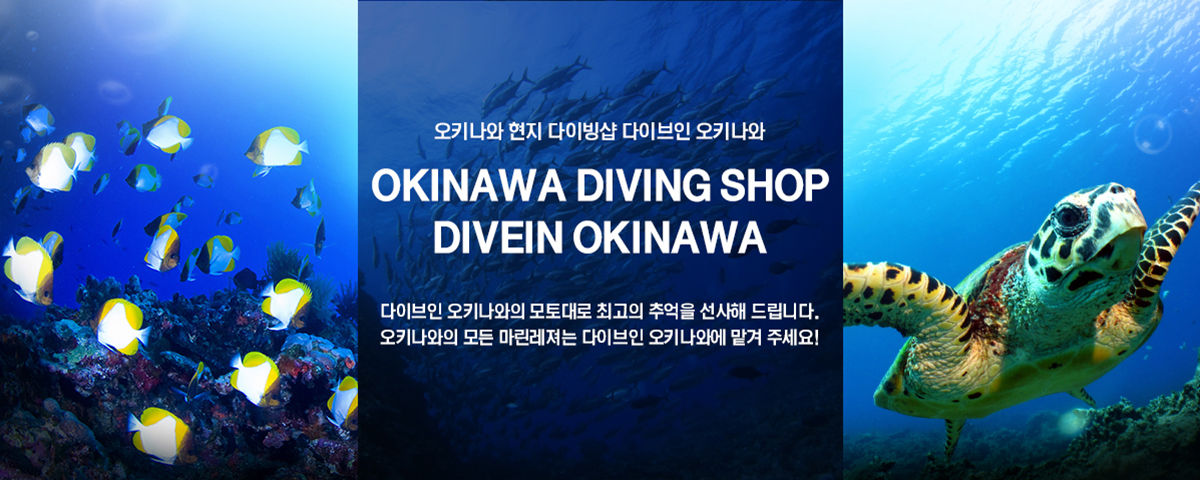 오키나와 현지 다이빙샵 다이브인 오키나와