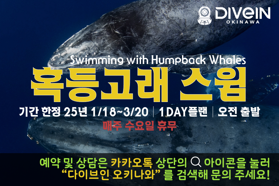 ▼기한 종료▼ <풀데이트립> 혹등고래 스윔