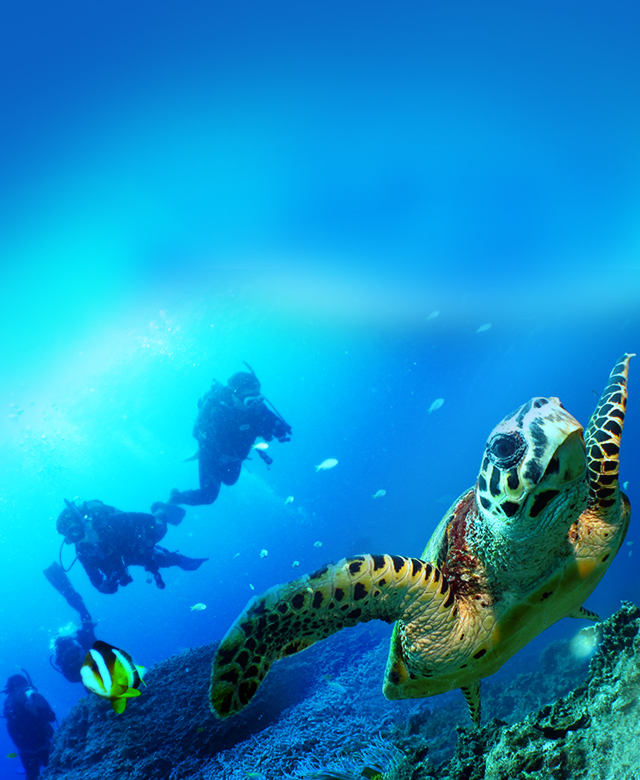 다이브인 오키나와 - 오키나와 현지 다이빙 센터