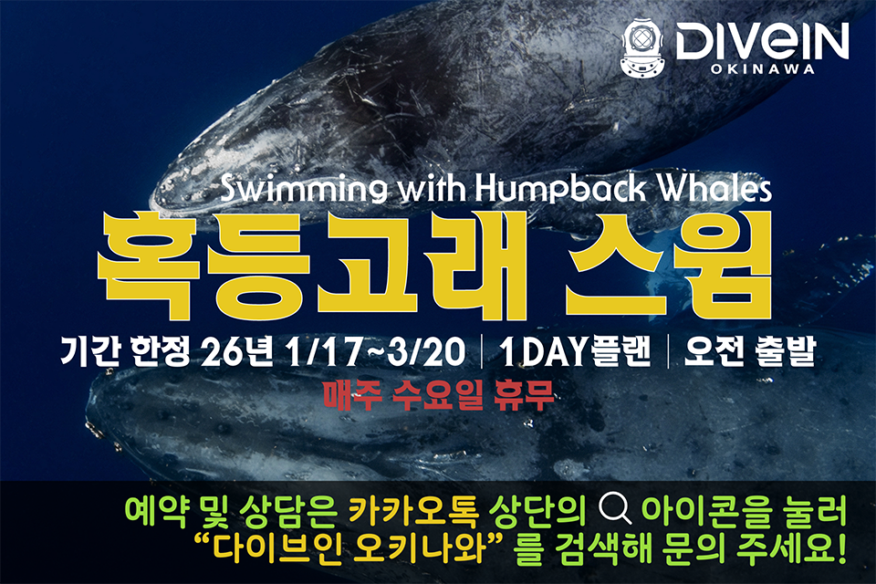 ▼모집중▼ <풀데이트립> 혹등고래 스윔