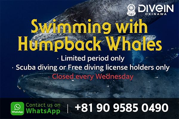 Swimming with Humpback Whales