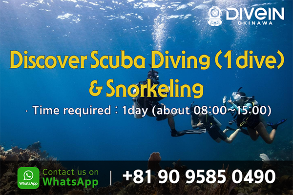 Discover Scuba Diving (1dive) & Snorkeling